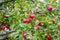 Red Apples Hanging on an Apple Tree