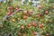 Red Apples Hanging on an Apple Tree