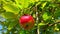 Red apples hanging on a tree
