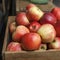 Red apples just picked from orchard in a wooden box on the market