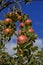 Red apples in the late summer