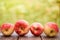 Red apples lie on a wooden board with dry spikes. Green blurred background