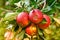 Red apples, orchard and nature for agriculture, summer season and garden for countryside tree and plant. Fruit, farm and