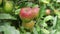 Red apples ripen in garden