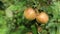 Red apples ripen in garden