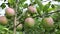 Red apples ripen in garden