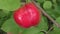 Red apples ripen in the garden. Autumn harvest.