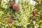 Red apples ripen on tree branches in the garden