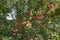 Red apples ripen on tree branches in the garden