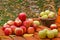 Red apples on the table