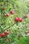 Red apples on a tree