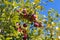 Red Apples on a Tree