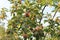 Red apples on the tree apple tree autumn