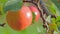 Red apples on tree branch