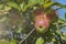 Red apples on tree brunch in the orchard. Harvest concept.