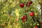 Red apples on tree in orchard with sunlights royal gala, fuji, pink lady