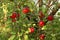 red apples on tree in orchard with sunlights royal gala, fuji, pink lady