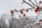 Red apples on a tree in the snow. Frozen apples, the first snow in the garden