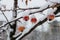 Red apples on a tree in the snow. Frozen apples, the first snow in the garden