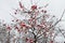 Red apples on a tree in the snow. Frozen apples, the first snow in the garden