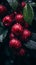 red apples with water droplets on them