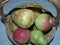 Red apples and yellow pears in a wicker basket. Autumn harvest. Natural and environmentally friendly fruits.