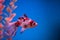 Red aquarium fish Carassius auratus swim in the blue water. Underwater, soft focus