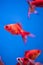 Red aquarium fish Carassius auratus swim in the blue water. Underwater, soft focus