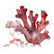 Red aquatic underwater nature coral reef. Isolated illustration element.