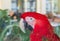 Red ara macaw is a large striking parrot who has characteristic bare face patch around the eye. Can be a good friend to the