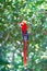 red ara macaw parrot outside. photo of ara macaw parrot in zoo. ara macaw parrot bird.