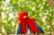 Red ara or macaw parrots on green natural background