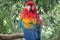 Red Ara Parrot