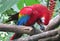 Red Ara Parrot