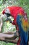 Red Ara Parrot