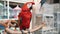 Red ara parrot close up in exotic bird market