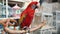 Red ara parrot close up in exotic bird market