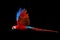 Red Ara parrot, isolated on black background. Bright red and blue south american parrot, Ara macao, Scarlet Macaw, flying with
