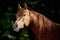 Red arabian horse portrait in dark