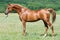 Red arabian stallion portrait in summer