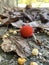 Red arbutus berry on street floor