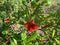 Red Arbutus fruit in grappe on a branch