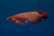 Red arowana the asian dragon fish