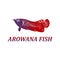 Red arowana on white background vector