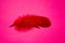 Red artificial feather close up. Exotic, tropical bird wing feather on pink background. Fashion, ornithology magazine