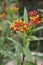 Red asclepias curassavica flower