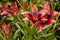 Red Asiatic Lilies