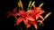 Red Asiatic Lily Time-lapse