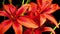 Red Asiatic Lily Time-lapse