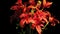 Red Asiatic Lily Time-lapse